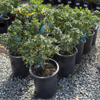 墨西哥橘花 Mexican Orange Blossom