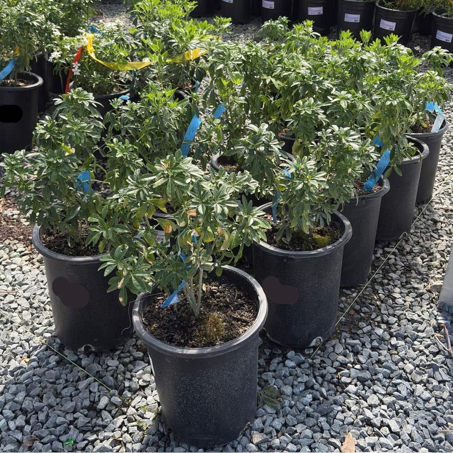 墨西哥橘花 Mexican Orange Blossom