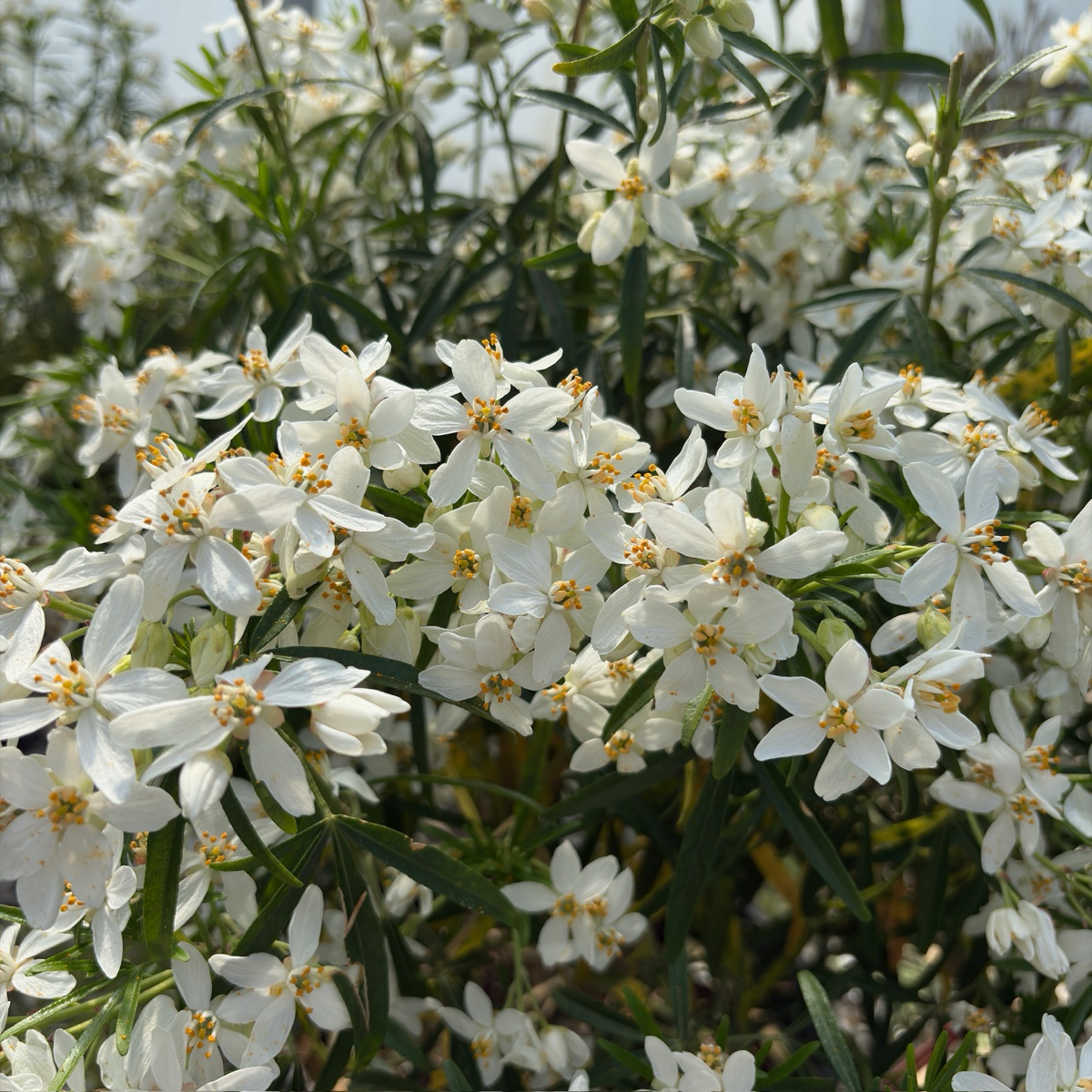 墨西哥橘花 Mexican Orange Blossom