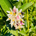 北京柠檬 Meyer Lemon