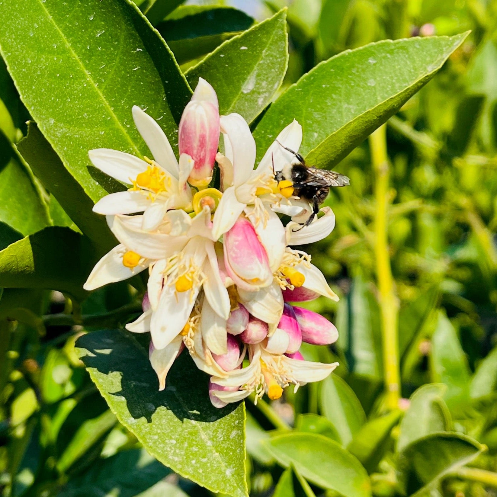 北京柠檬 Meyer Lemon