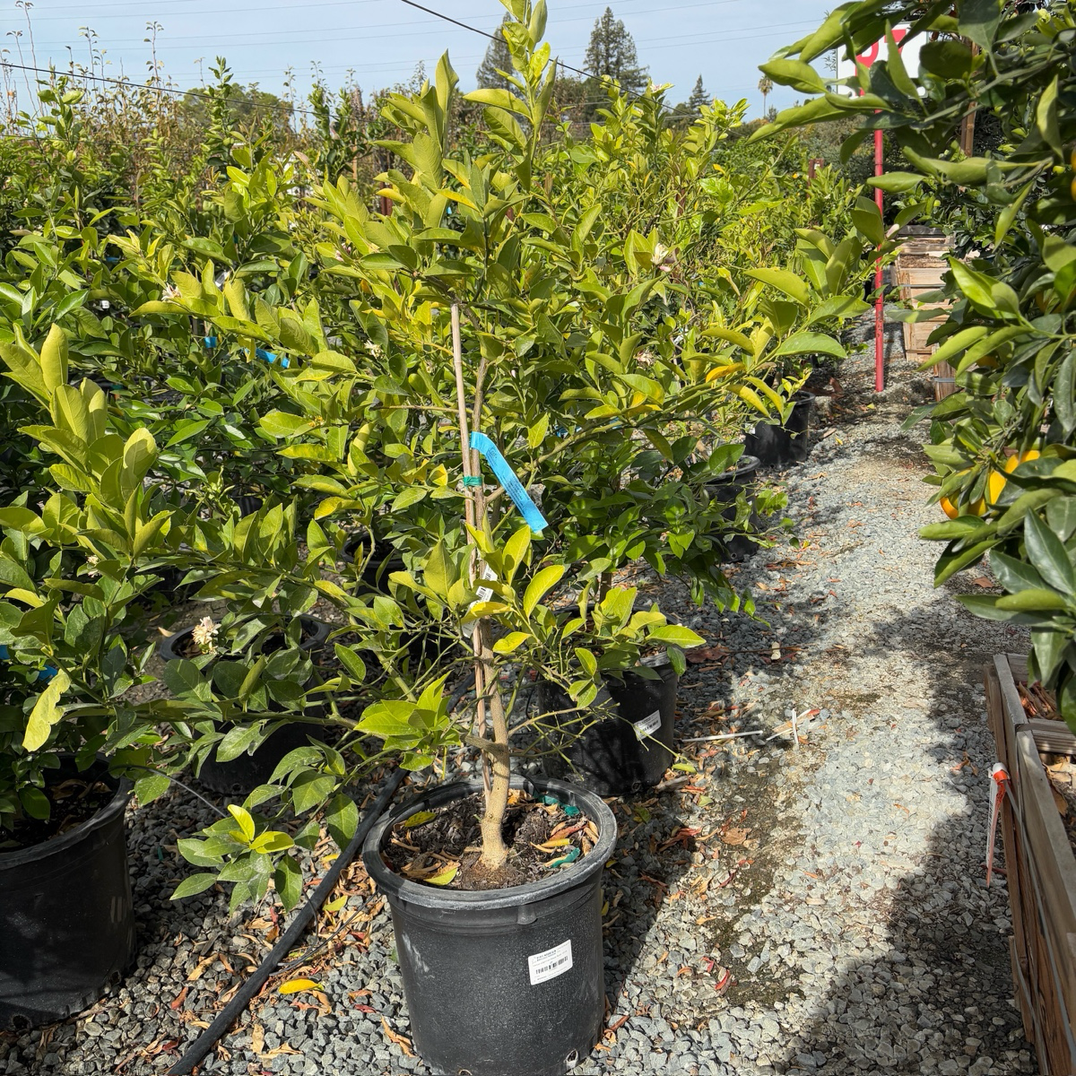 北京柠檬 Meyer Lemon