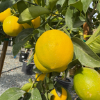 北京柠檬 Meyer Lemon