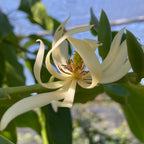白兰花  Michelia Alba