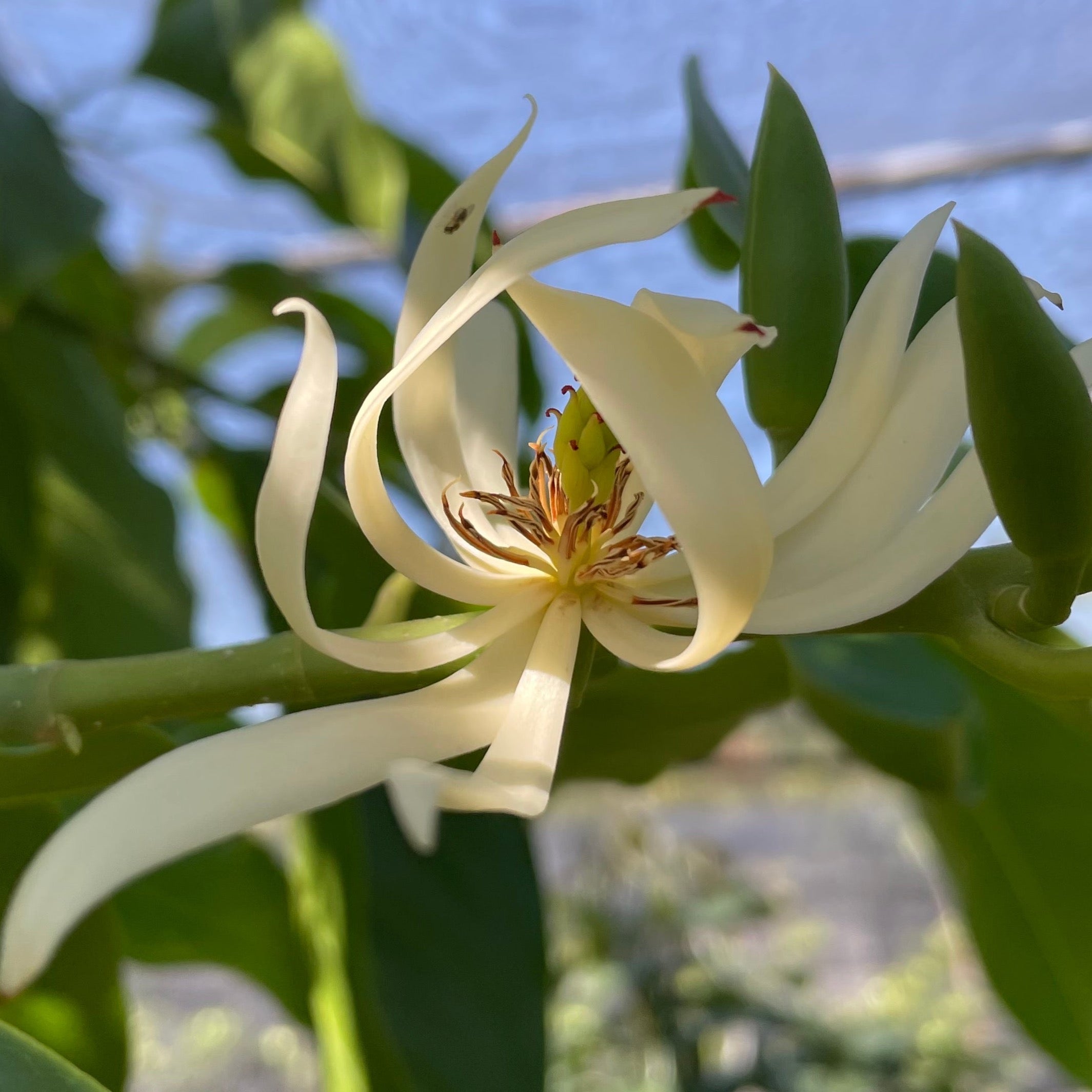 白兰花  Michelia Alba