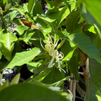 白兰花  Michelia Alba