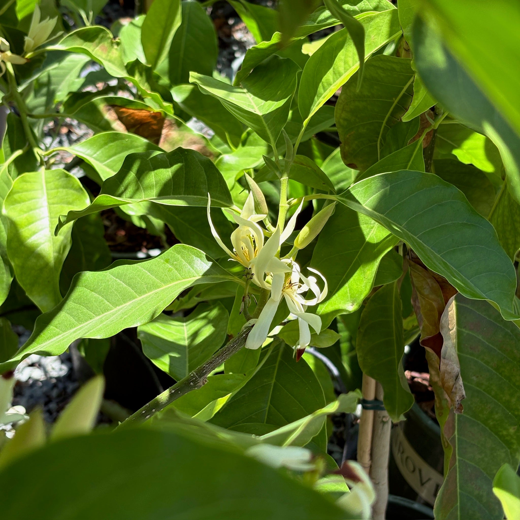 白兰花  Michelia Alba