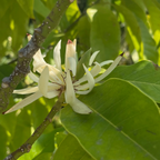 白兰花  Michelia Alba