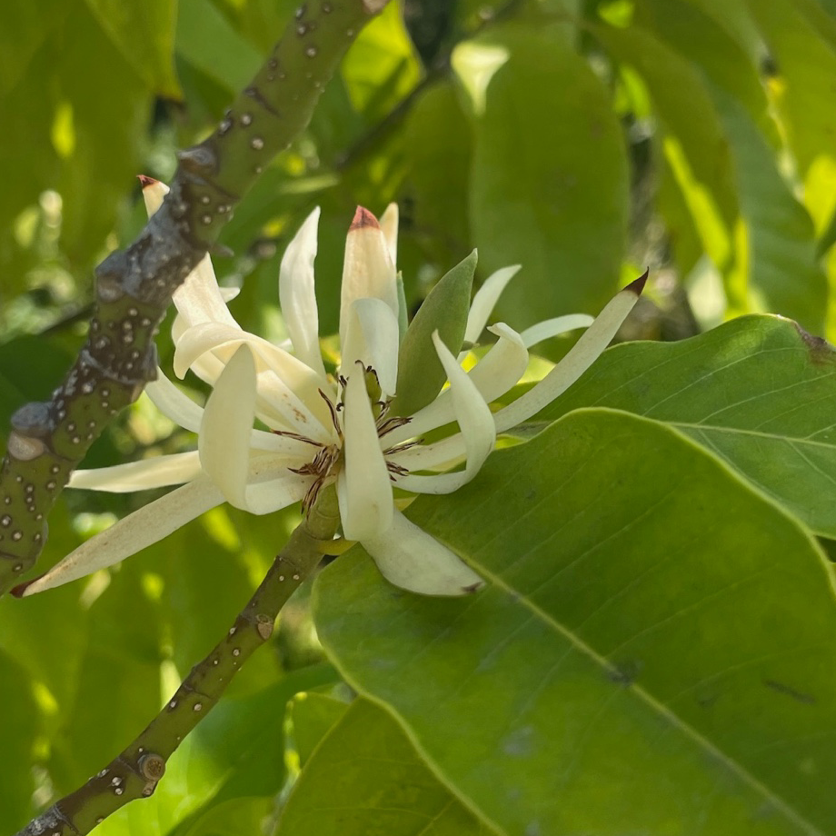 白兰花  Michelia Alba