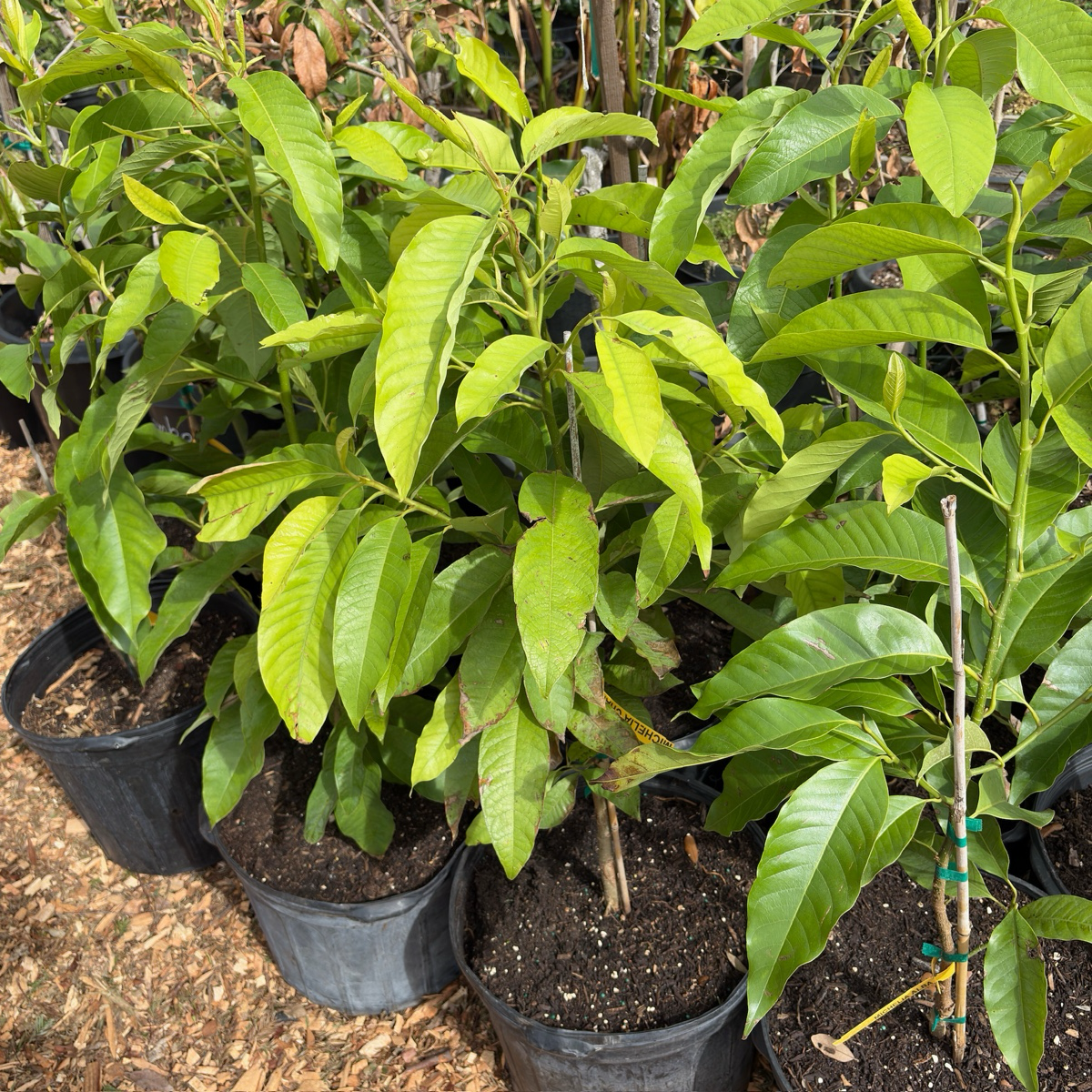 白兰花  Michelia Alba