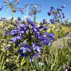 百子莲 Midnight Lily of the Nile