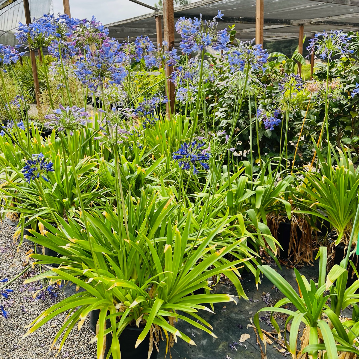 百子莲 Midnight Lily of the Nile