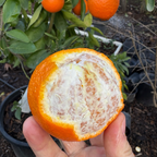 明尼红柑 Minneola Tangelo