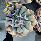 迷雾丁香石莲花 Misty Lilac Echeveria