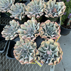 迷雾丁香石莲花 Misty Lilac Echeveria