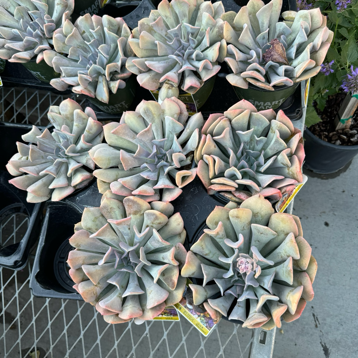 迷雾丁香石莲花 Misty Lilac Echeveria
