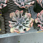 迷雾丁香石莲花 Misty Lilac Echeveria