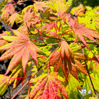 白泽槭-初月日本枫 Moonrise Japanese Maple