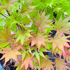 白泽槭-初月日本枫 Moonrise Japanese Maple