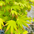 白泽槭-初月日本枫 Moonrise Japanese Maple