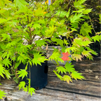白泽槭-初月日本枫 Moonrise Japanese Maple