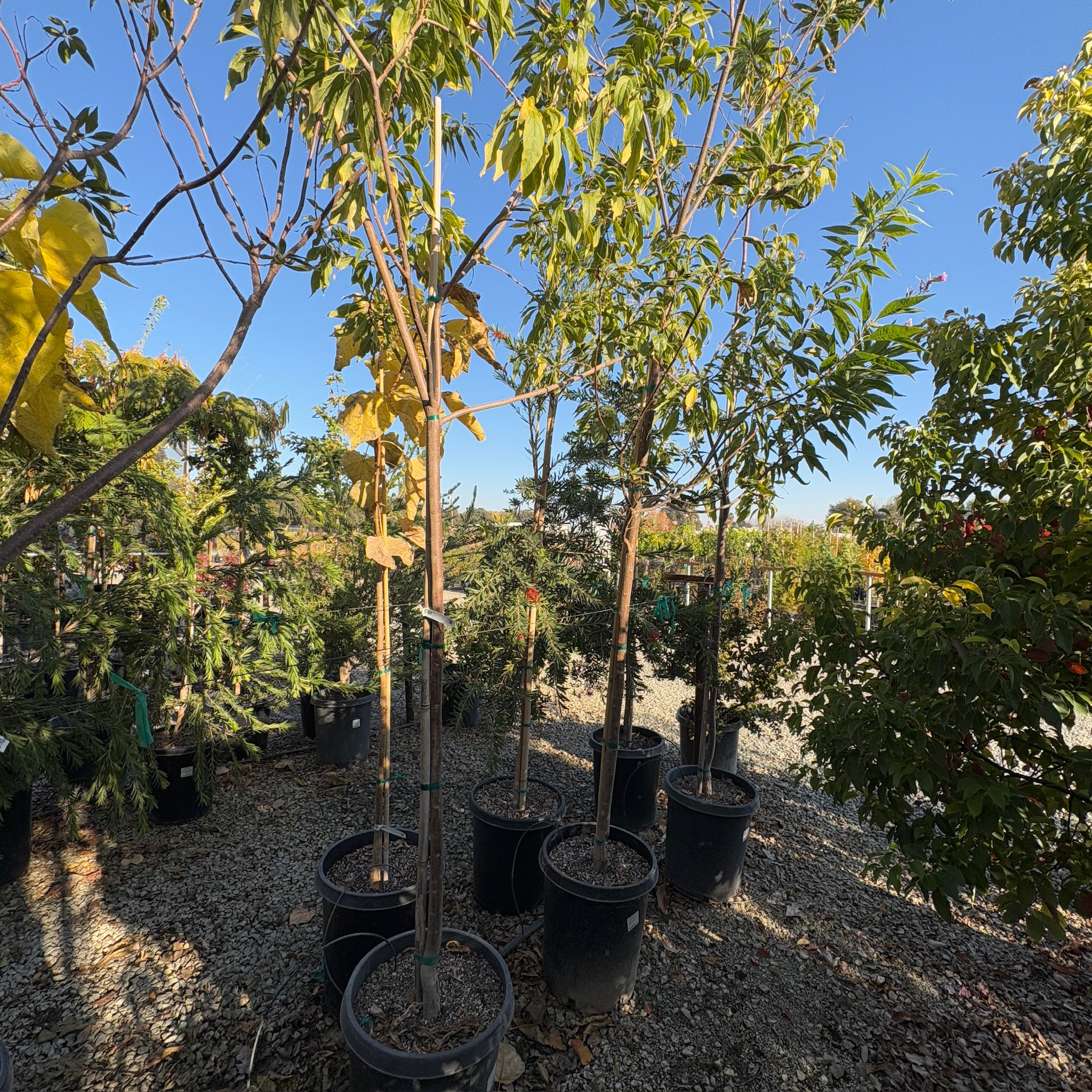 晨云柳叶楸 Morning Cloud Chitalpa