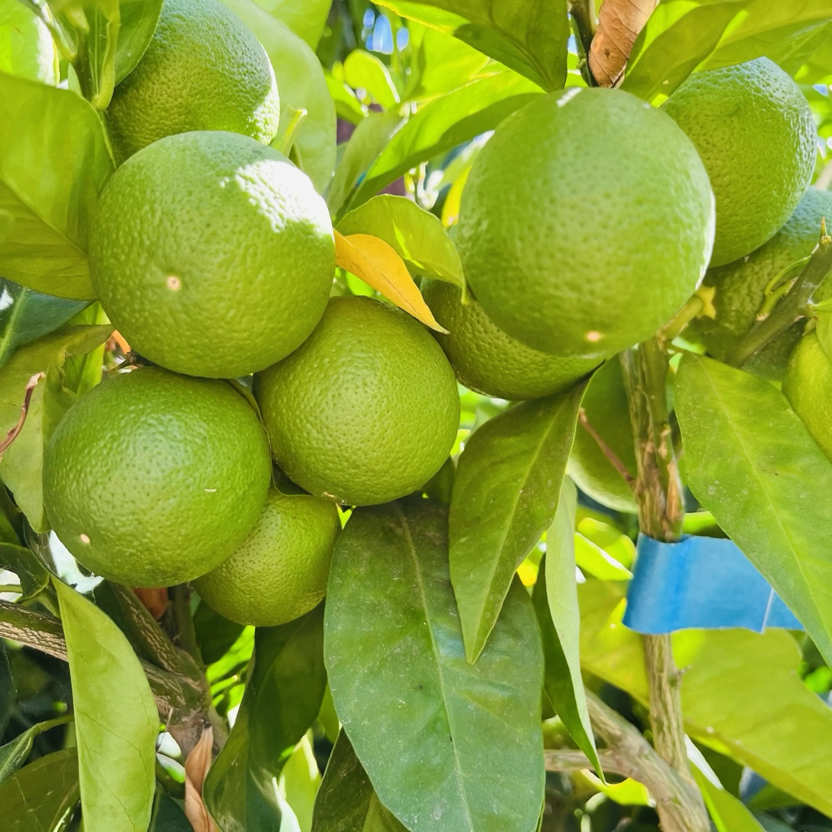 血橙-莫罗 Moro Blood Orange