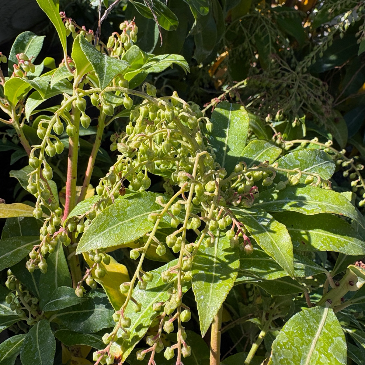 马醉木-火山 Mountain Fire Japanese Andromeda