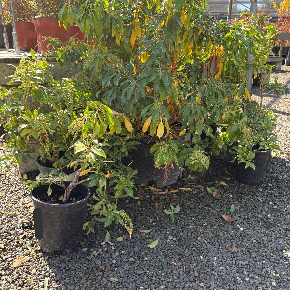 马醉木-火山 Mountain Fire Japanese Andromeda