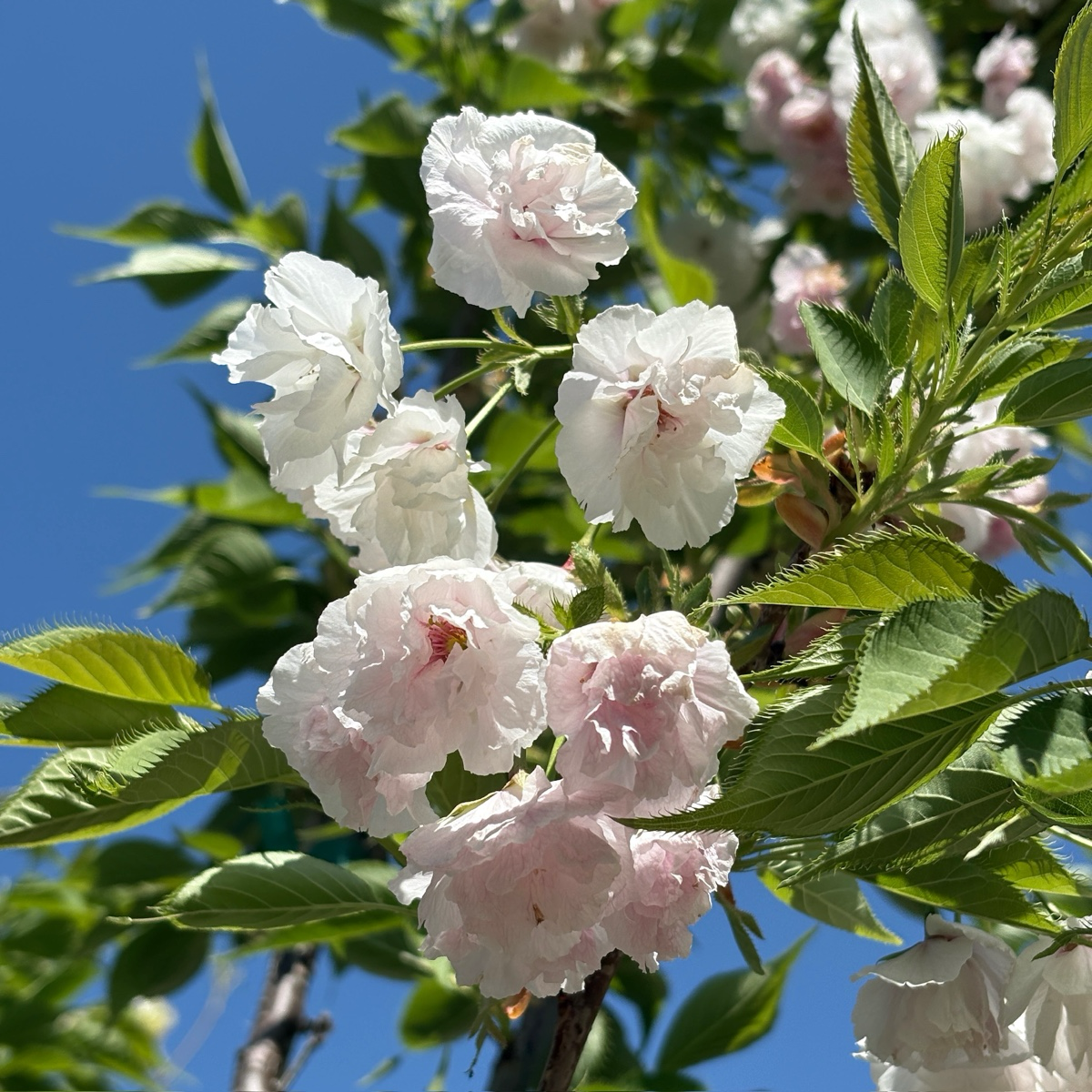 白妙樱花 Mt. Fuji Flowering Cherry