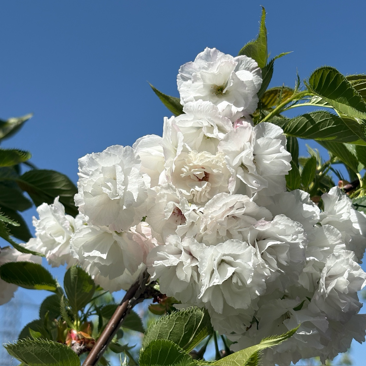 白妙樱花 Mt. Fuji Flowering Cherry