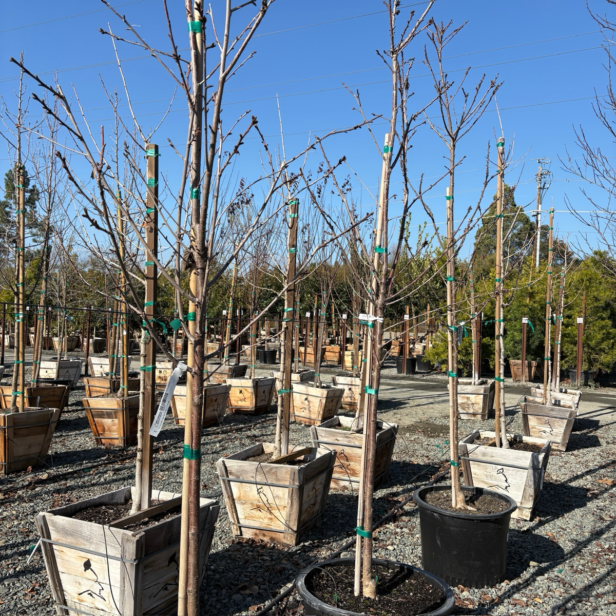 白妙樱花 Mt. Fuji Flowering Cherry