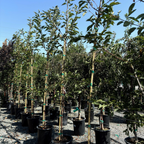 白妙樱花 Mt. Fuji Flowering Cherry