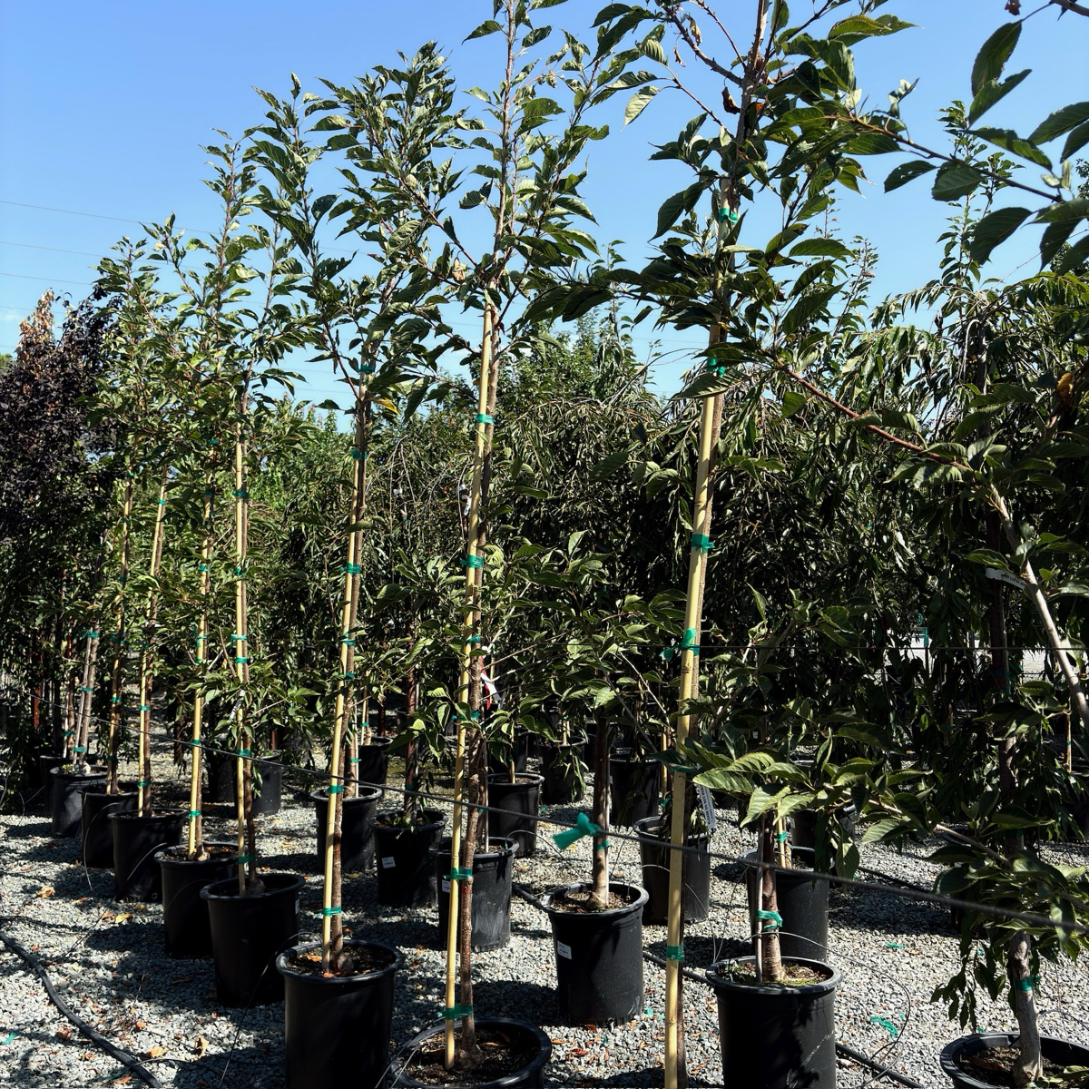 白妙樱花 Mt. Fuji Flowering Cherry