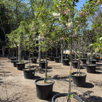 白妙樱花 Mt. Fuji Flowering Cherry