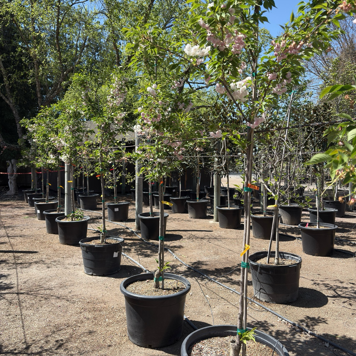 白妙樱花 Mt. Fuji Flowering Cherry