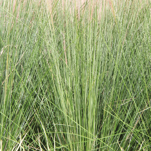 Deer Grass