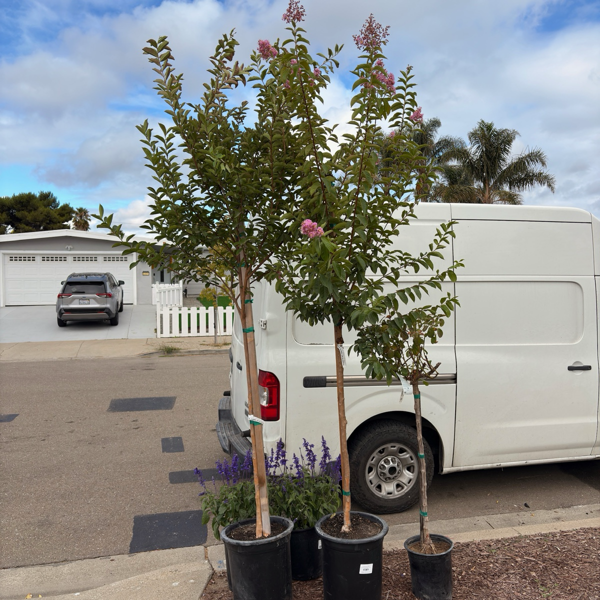 紫薇 Muskogee Crape Myrtle