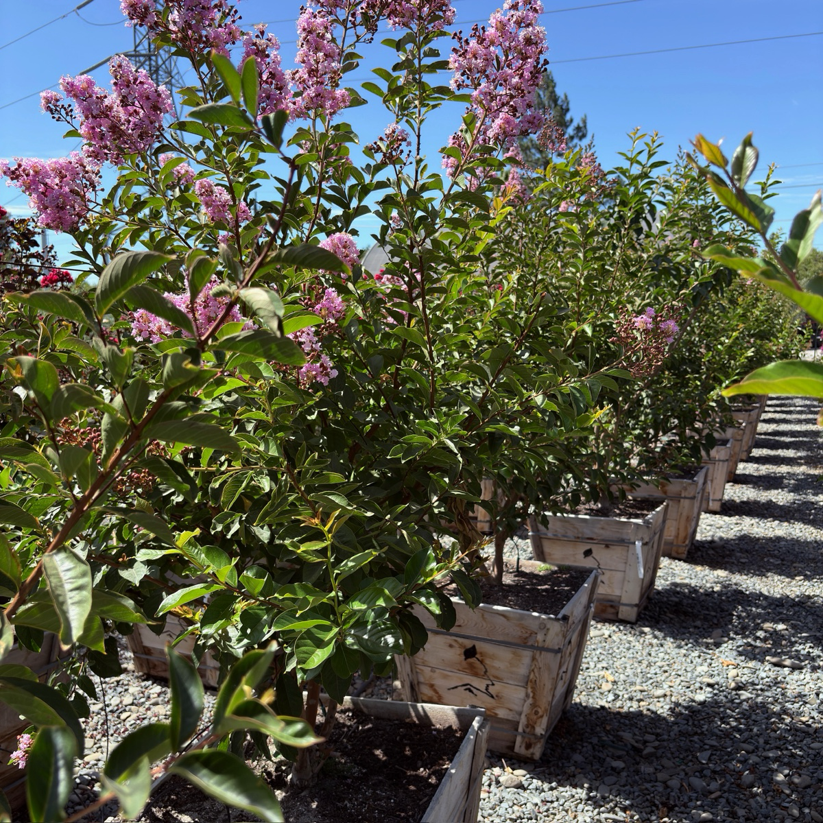 紫薇 Muskogee Crape Myrtle
