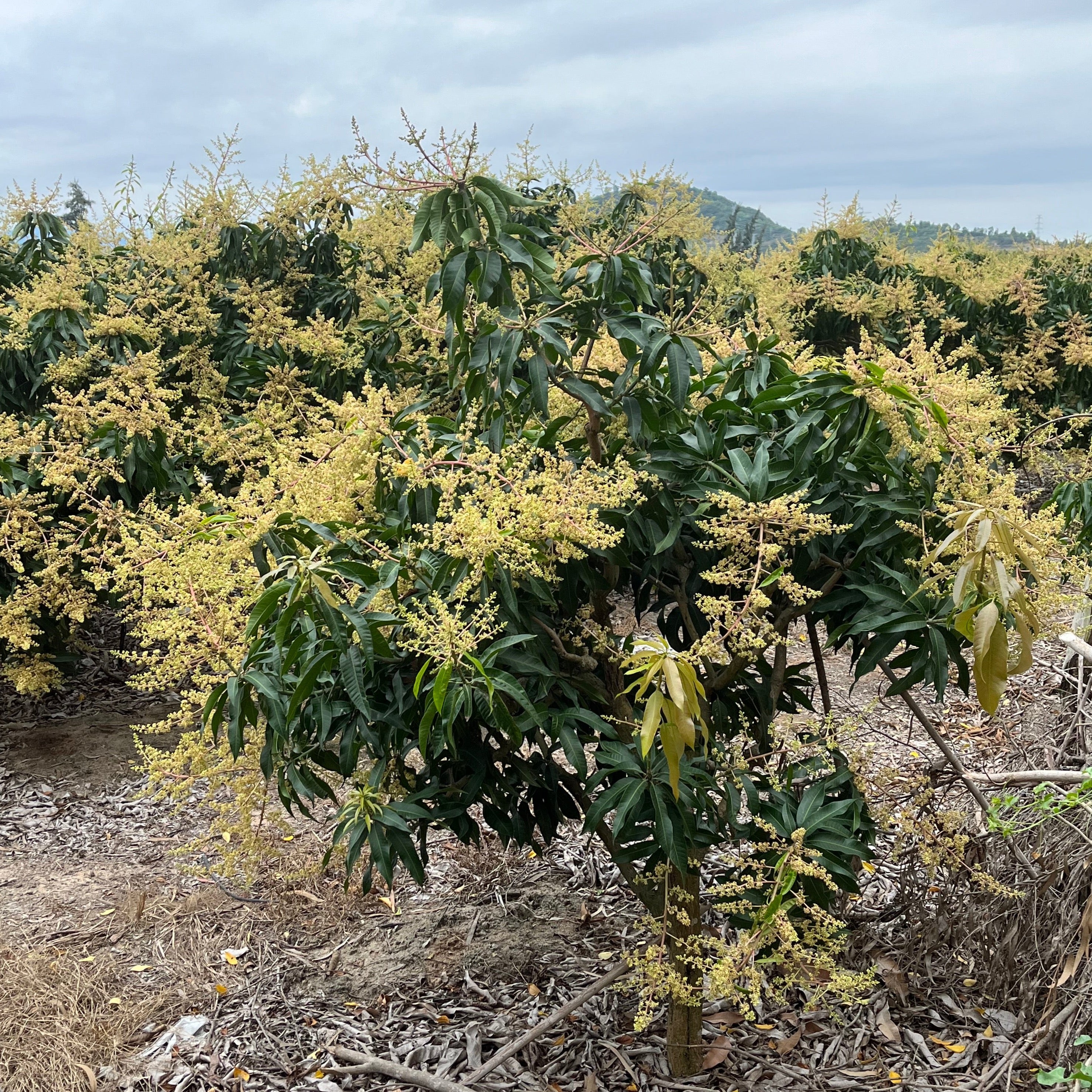芒果树-水仙芒 Nam Doc Mai Mango