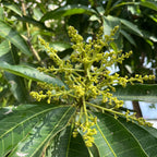 芒果树-水仙芒 Nam Doc Mai Mango