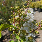 紫薇 Natchez Crape Myrtle