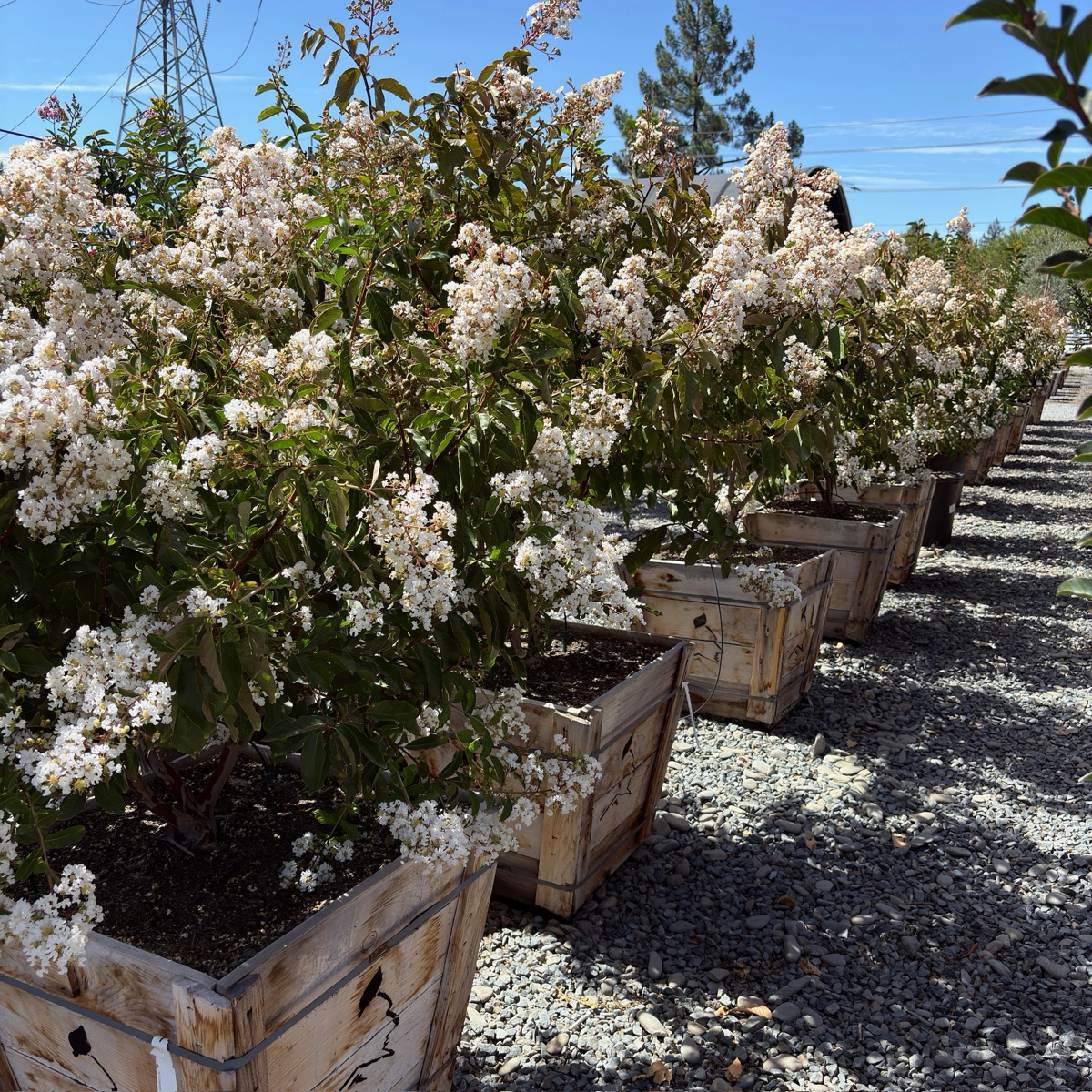紫薇 Natchez Crape Myrtle