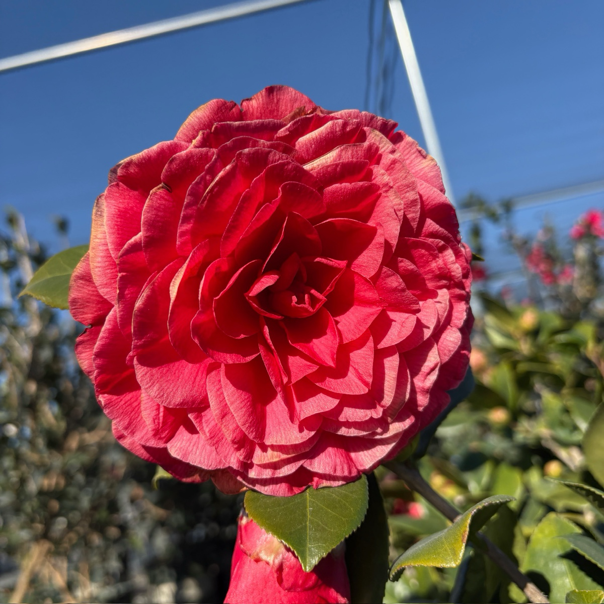 娜蔻贝拉山茶花 Nuccio's Bella Rossa Camellia