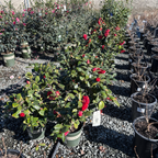 娜蔻贝拉山茶花 Nuccio's Bella Rossa Camellia