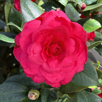娜蔻贝拉山茶花 Nuccio's Bella Rossa Camellia