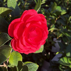 娜蔻贝拉山茶花 Nuccio's Bella Rossa Camellia