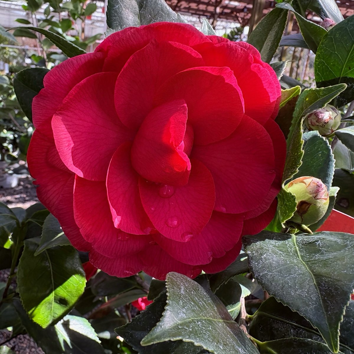 娜蔻贝拉山茶花 Nuccio's Bella Rossa Camellia