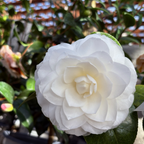 娜蔻宝石山茶花 Nuccio's Gem Camellia