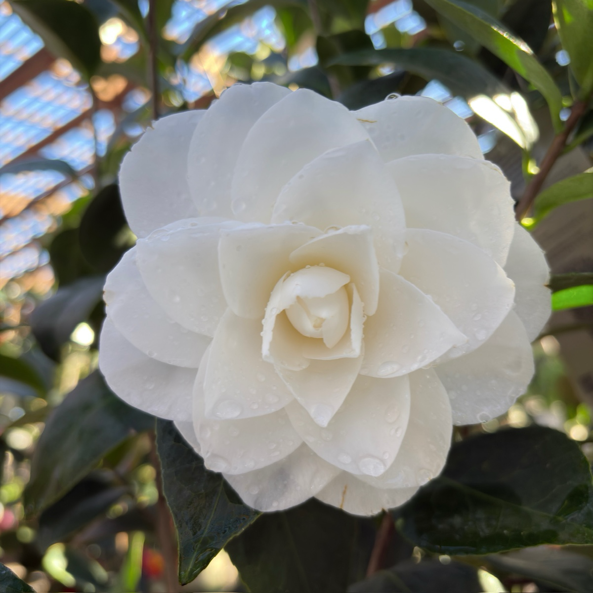 娜蔻宝石山茶花 Nuccio's Gem Camellia